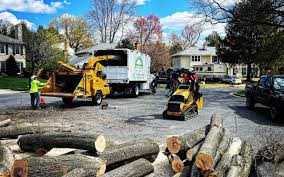 Best Tree Disease Treatment  in Stem, NC