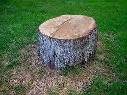 How Our Tree Care Process Works  in  Stem, NC