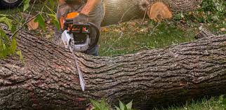 Professional Tree Removal in Stem, NC