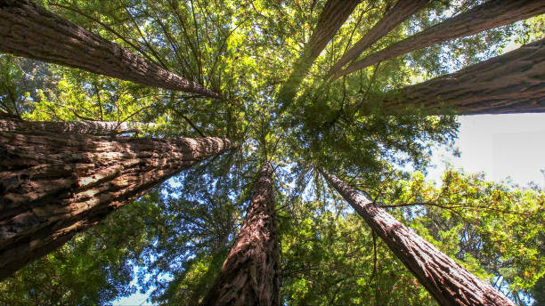 Best Hazardous Tree Removal  in Stem, NC