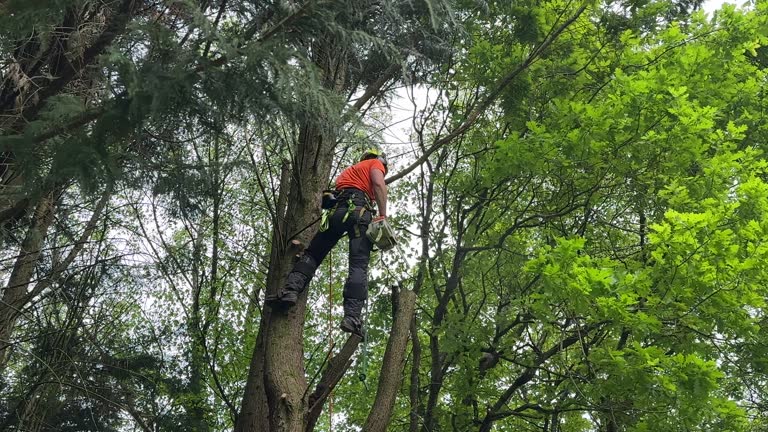 Best Tree Risk Assessment  in Stem, NC
