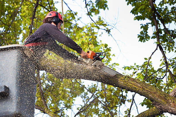 Best Tree Disease Treatment  in Stem, NC