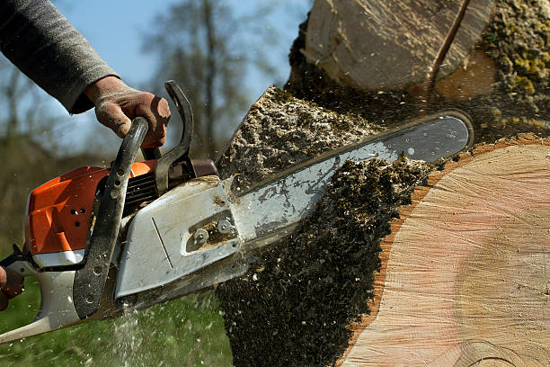 Best Tree Trimming and Pruning  in Stem, NC