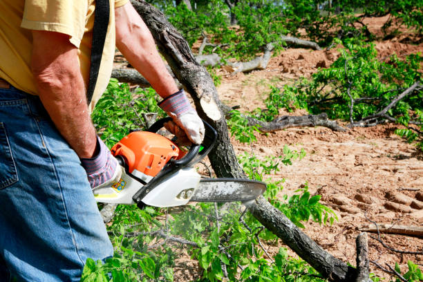 Trusted Stem, NC Tree Removal Experts